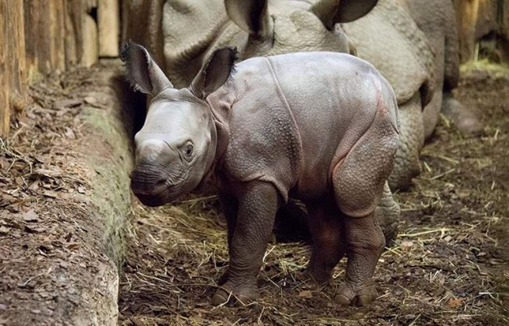 Magyarországon először született indiai páncélos rinocérosz
