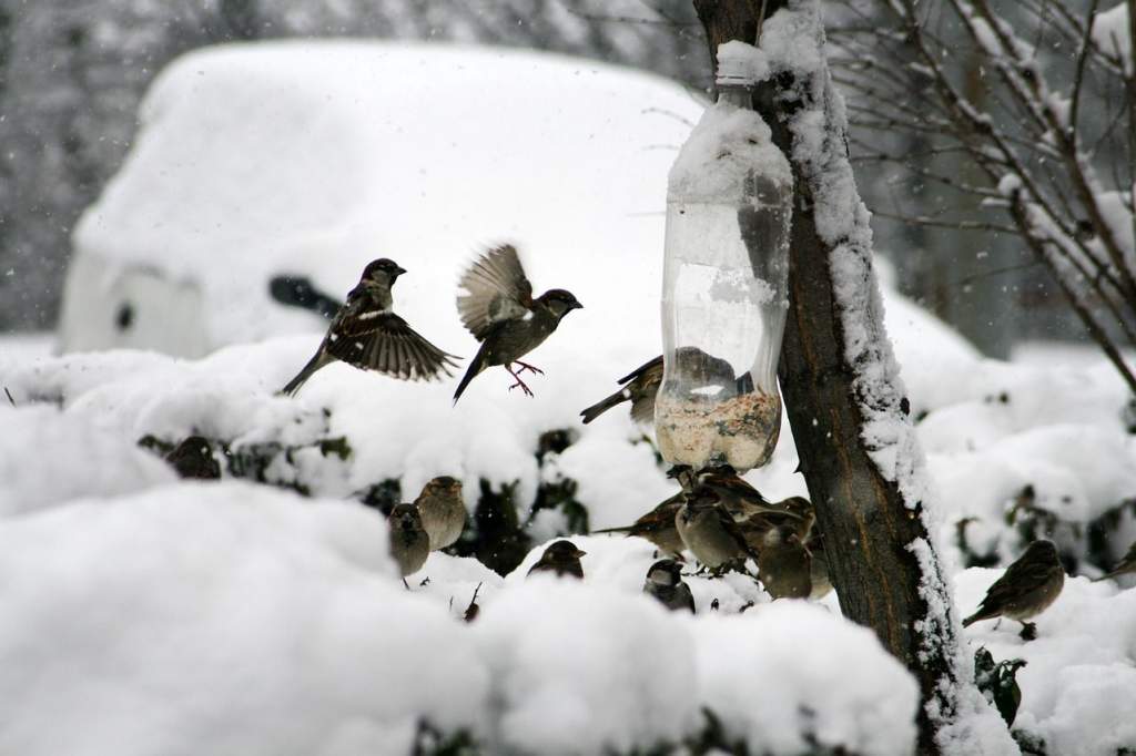 Mire figyeljünk a téli madáretetésnél?