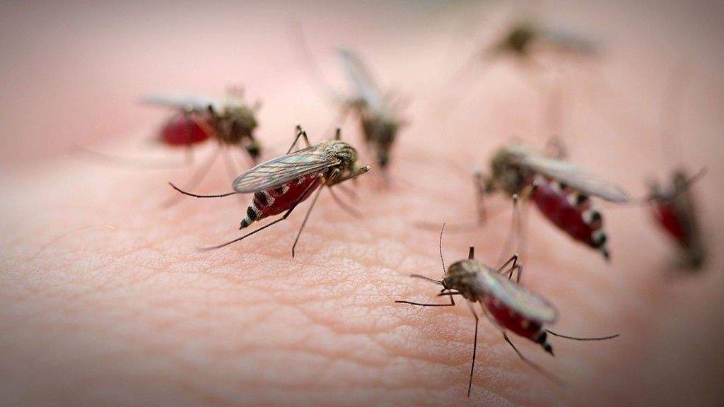 A klímaváltozással több lesz a szúnyog
