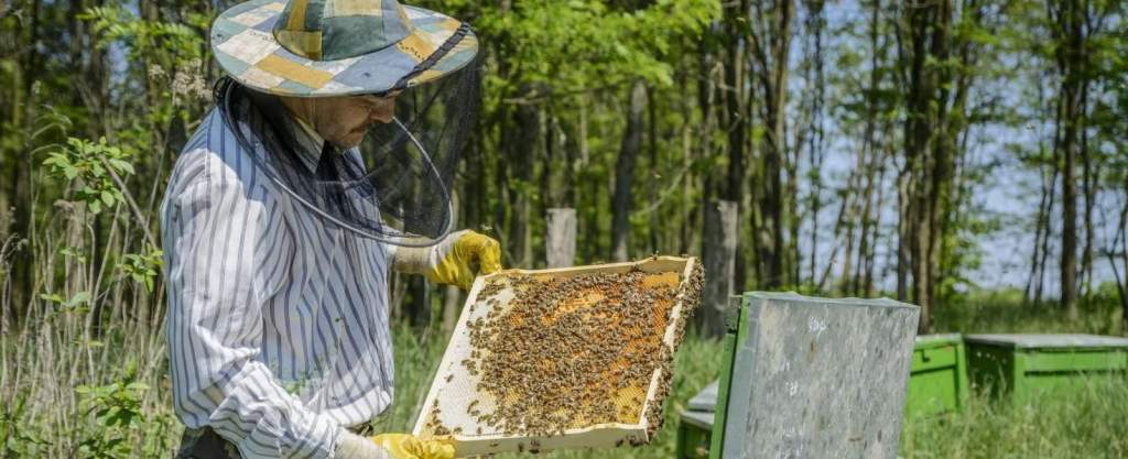 A Nébih Zöld Számán jelenthetőek a méhpusztulási esetek