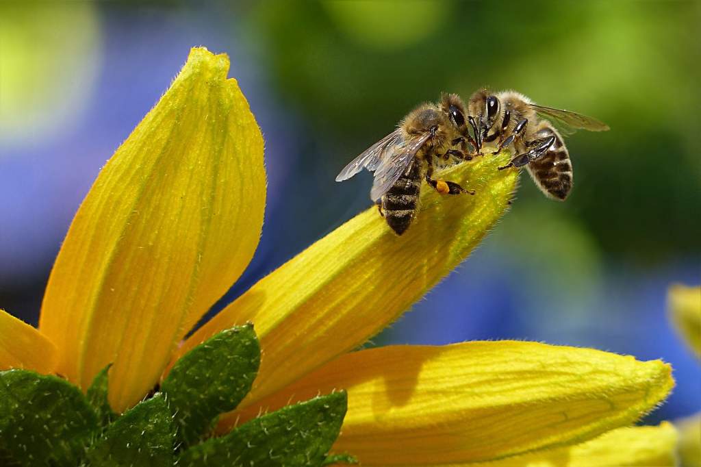 Csökken a méhészek száma