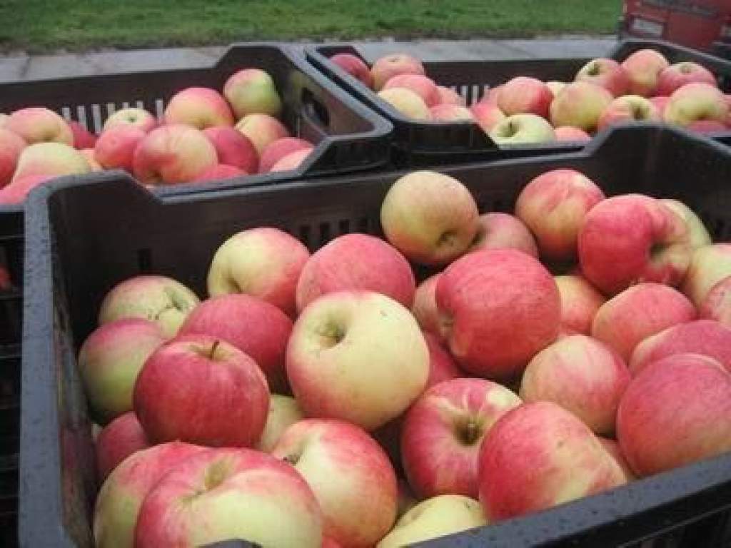 Ötszáz tonna almát osztanak ki rászorulók között