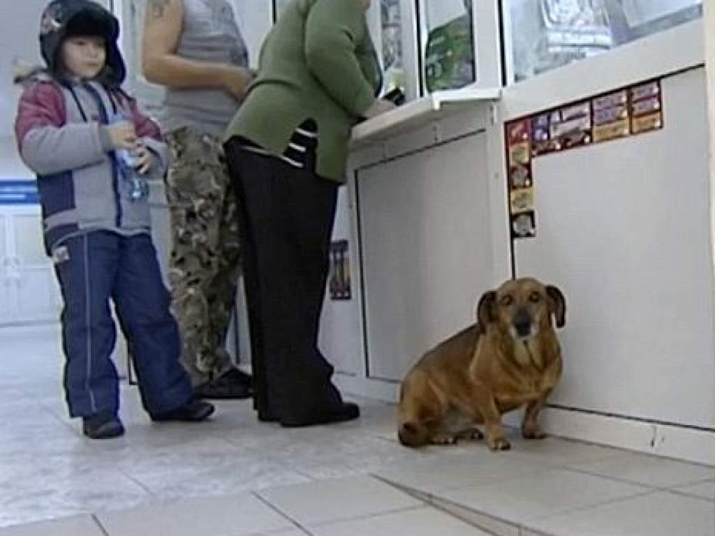 Egy éve vár a kórház előtt a hűséges kutya