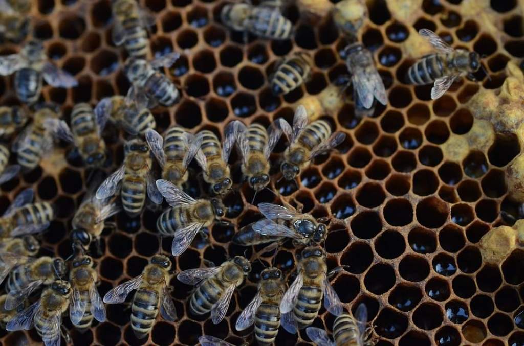 Hasznos applikáció méhészeknek