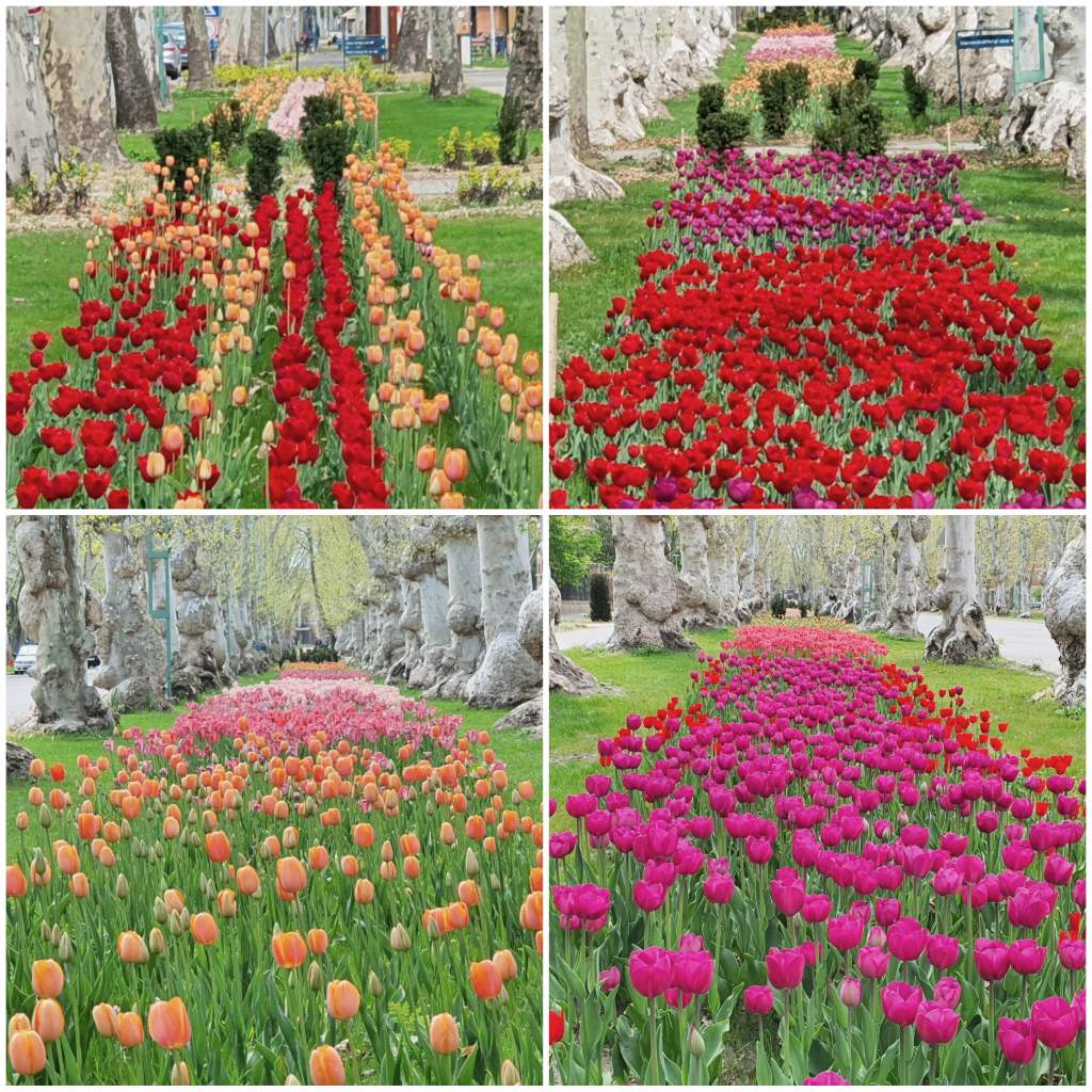 Platánóvó tulipánok