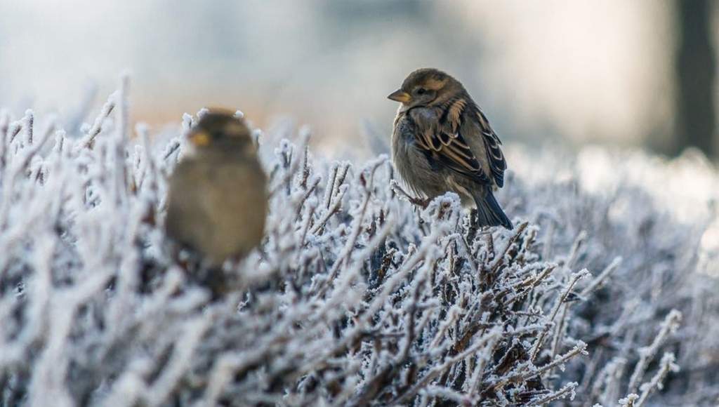A téli madáretetés legfőbb szabályai