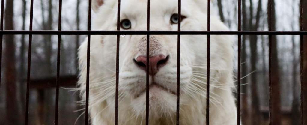 Már csak a szeretet tartja életben a felsőlajosi állatkertet – videóval
