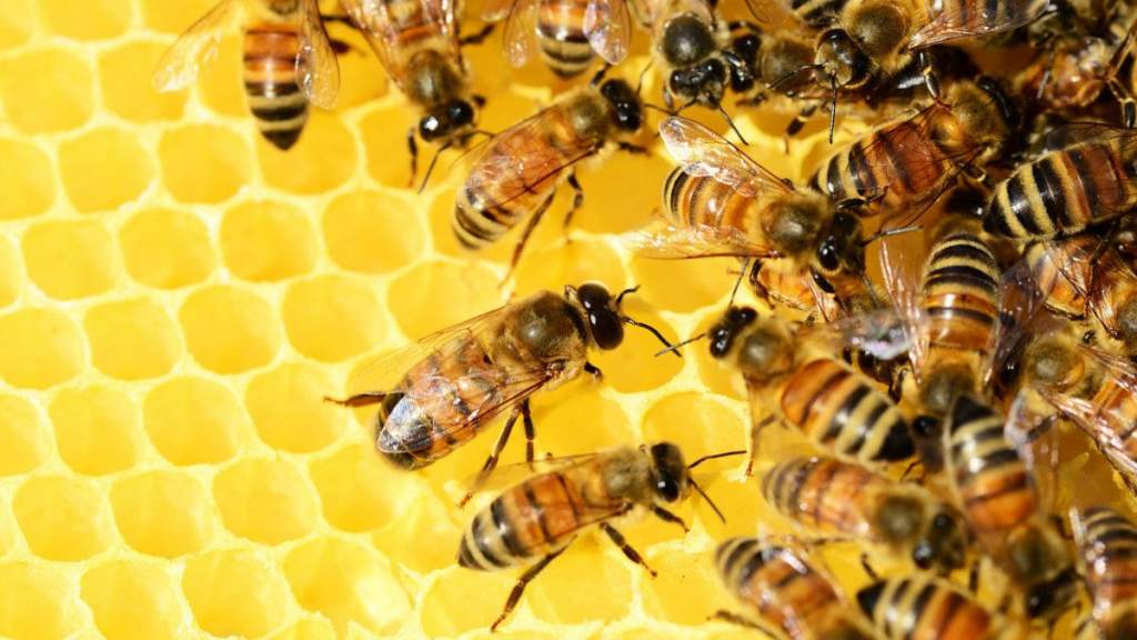 A méhészet élharcosa