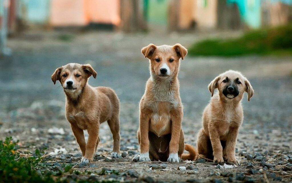 Ivartalanítási program a kóbor kutyák számának csökkentéséért
