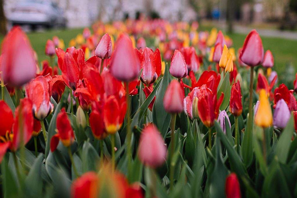Zöld oldal – A tavasz virágai