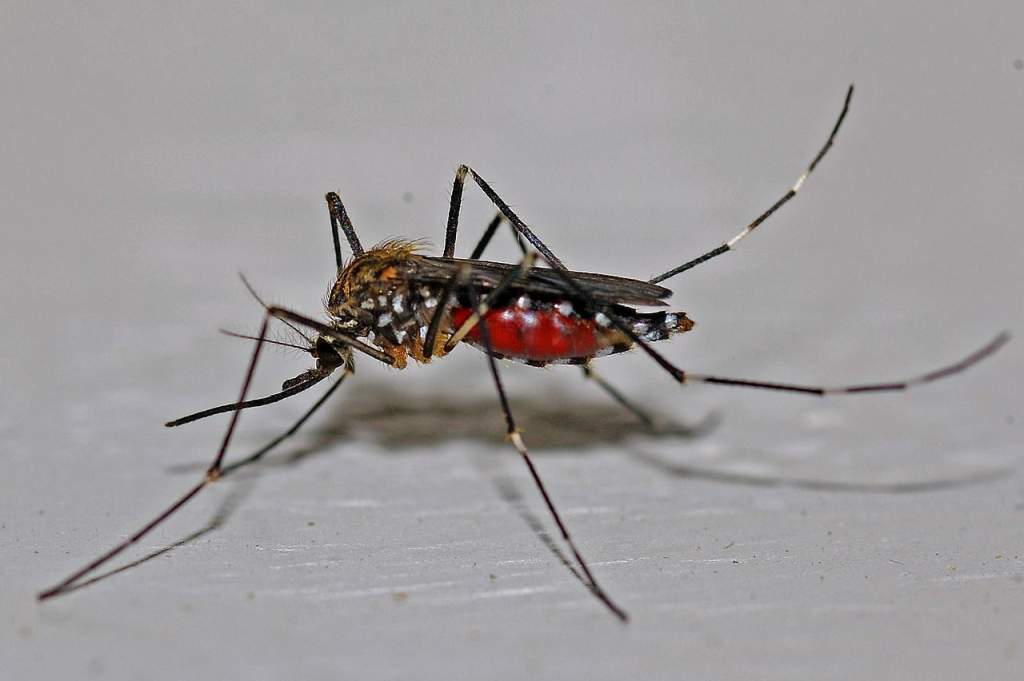 Már irtják a kifejlett szúnyogokat is