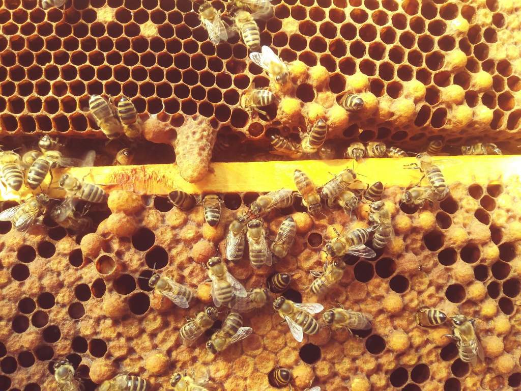Családi program, méhészoverálban