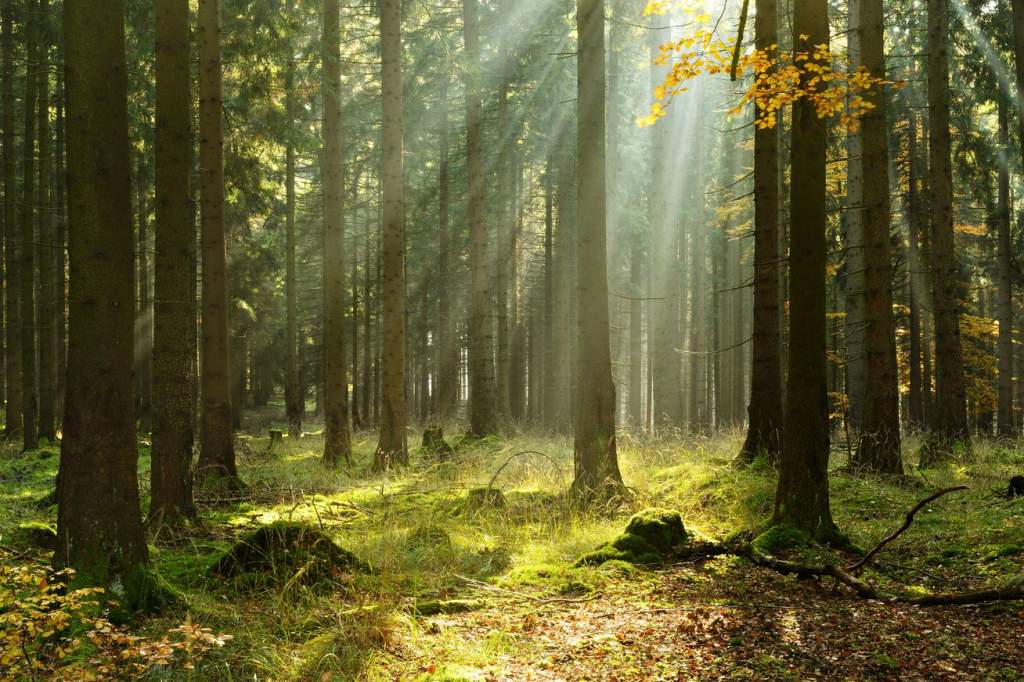 Negyvenezer hektárnyi erdőt kértek a gazdák