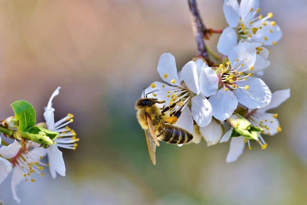 Beporzási támogatás a méhészeknek