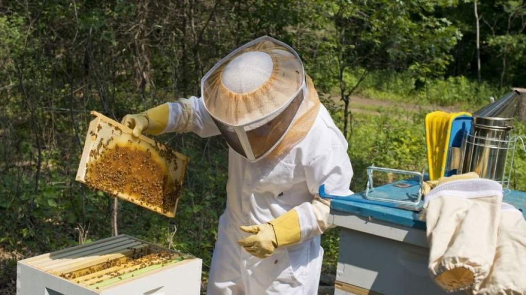 Kutatják a növényvédő szerek méhekre gyakorolt hatását