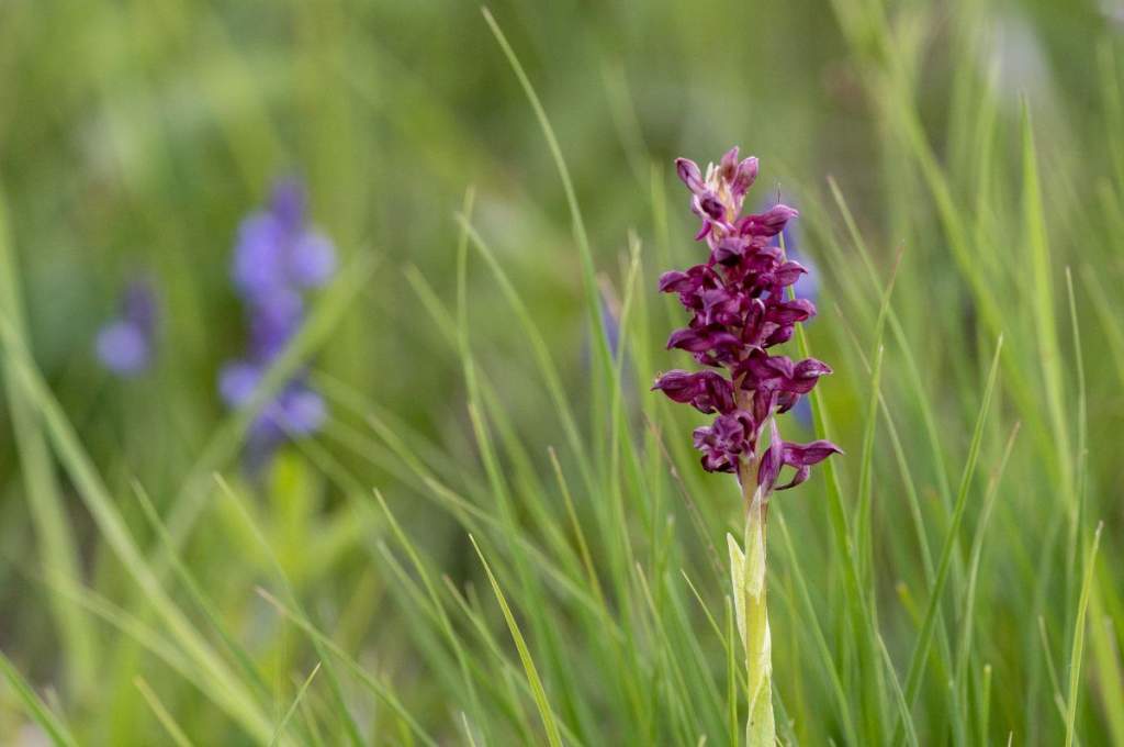 Orchideák a viperák lakta gyepeken – képgalériával