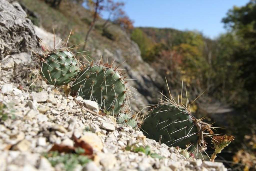 Magyarország újabb pontján bukkant fel a veszélyes kaktusz