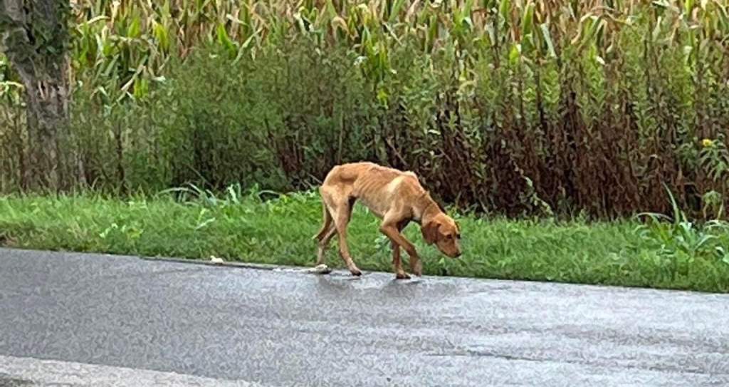 Kutyáját az országút mellett hagyta – állattartástól eltiltás érdekében perel az ügyészség
