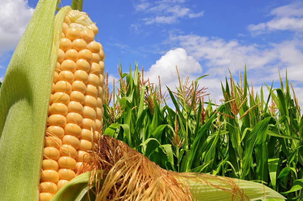 Országos kukorica fajtakísérlet, tíz helyszínen