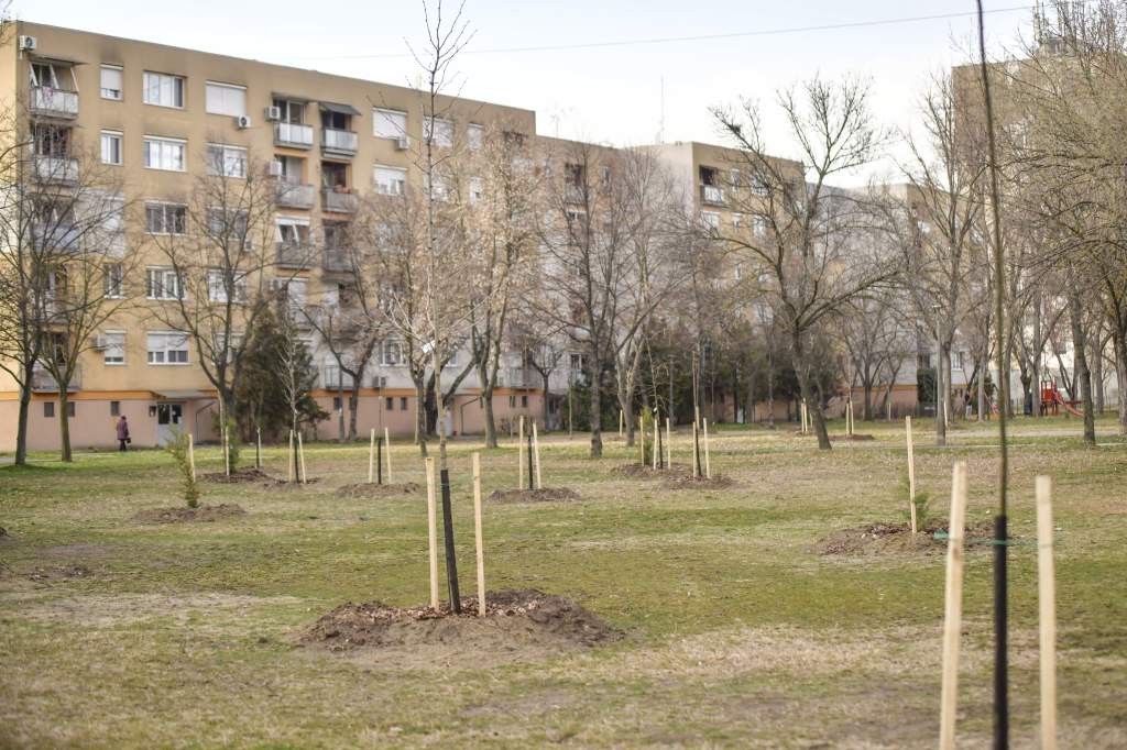Fiatal fák a Petőfi-lakótelepen