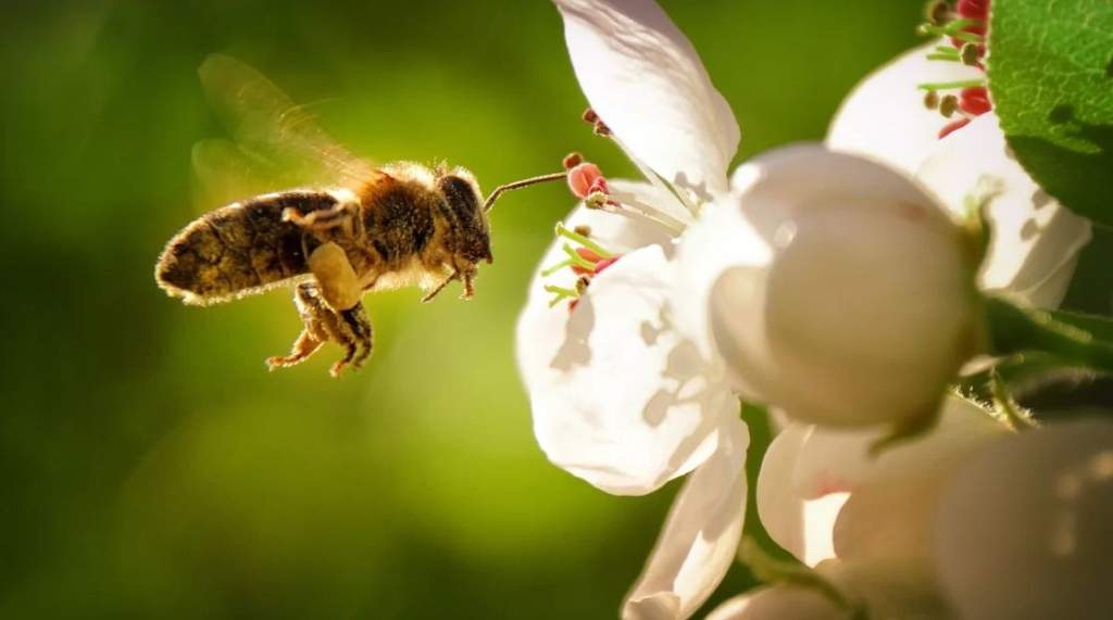 Megújulás a méhészetekben