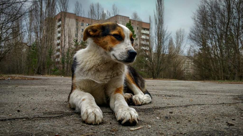 Megváltozott a Csernobil környékén élő kóbor kutyák génállománya