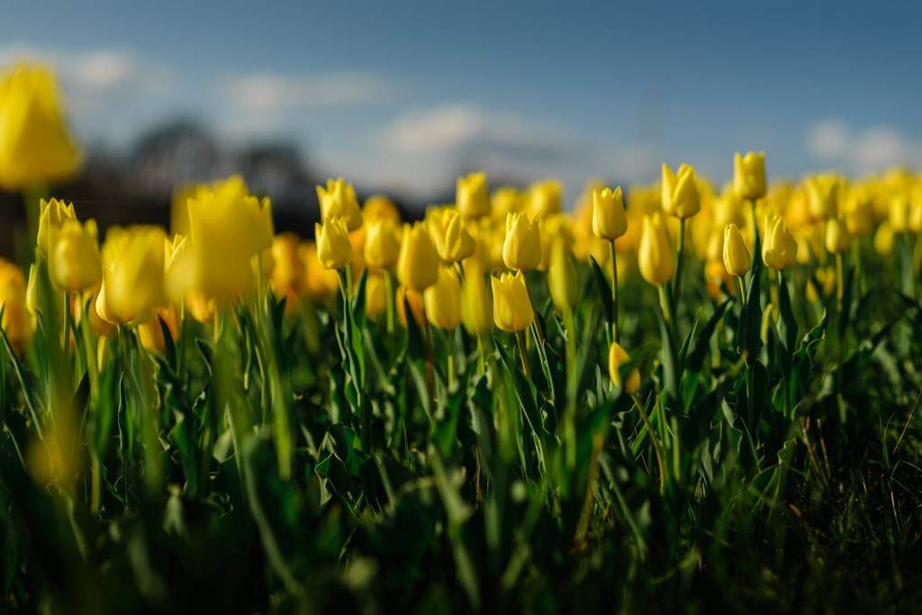 A tavasz érkezésének ünnepe – Tulipánszüret a Kincsek Völgyében 