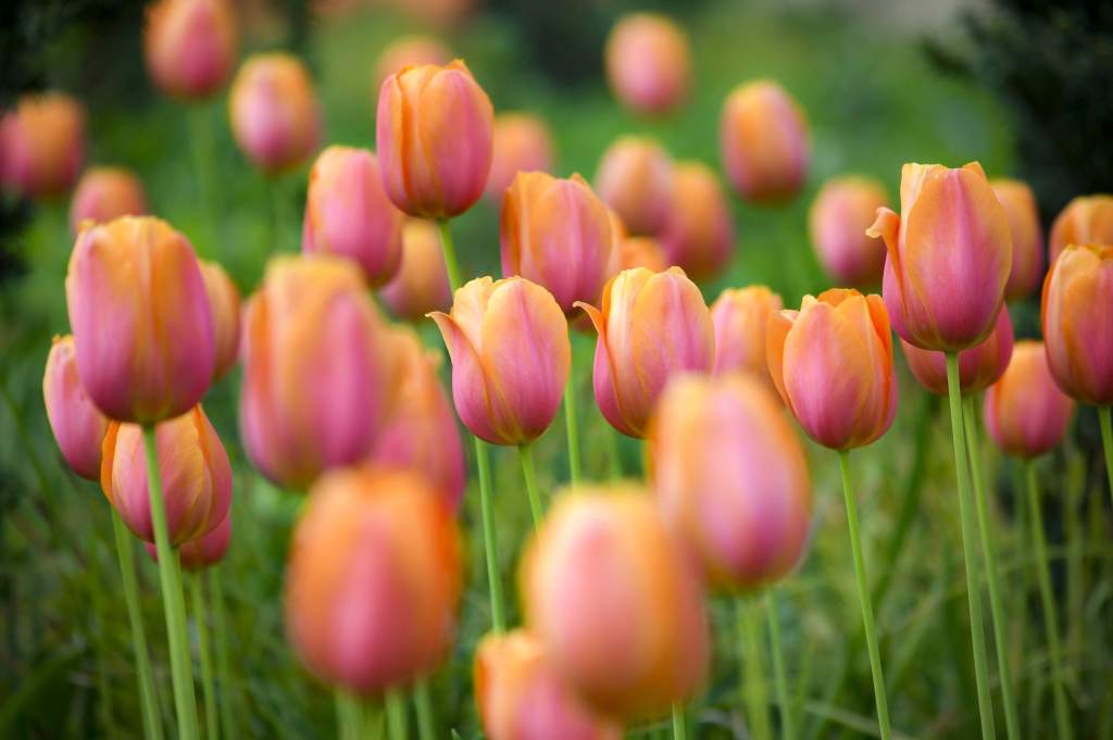 Különleges tulipánok