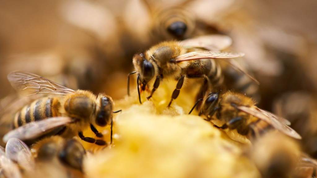 Négy évvel élné túl az emberiség a méhek eltűnését