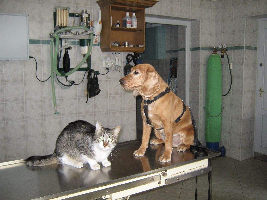 Állatorvosi ügyelet
