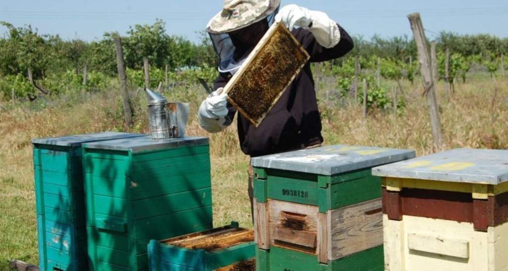 Az időjárás és a gazdasági tényezők sem kedveznek a méhészeknek