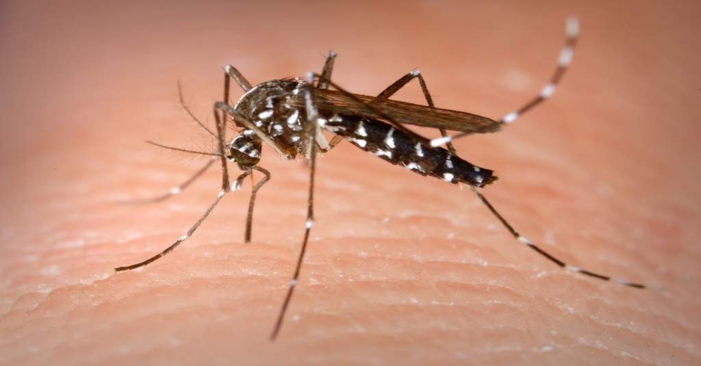 Bács-Kiskunban is lesz szúnyogirtás