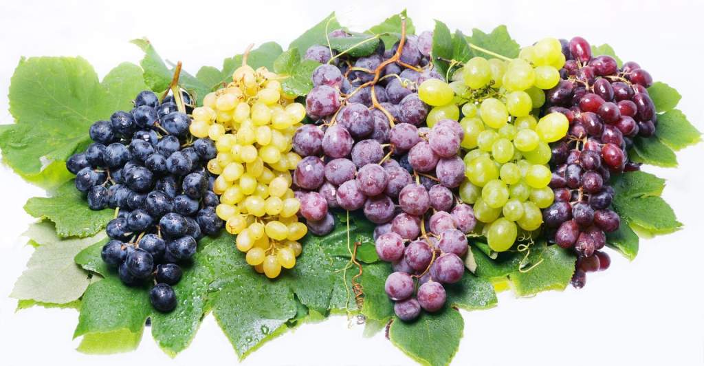 Javában érik a zamatos magyar csemegeszőlő