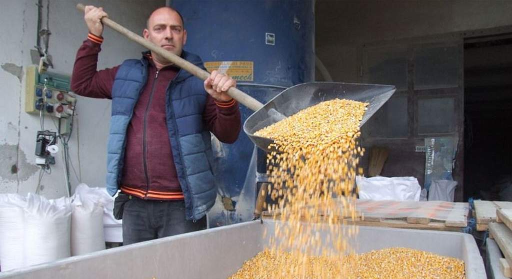 A kukoricatermés majdnem fele kisült a Homokhátságon