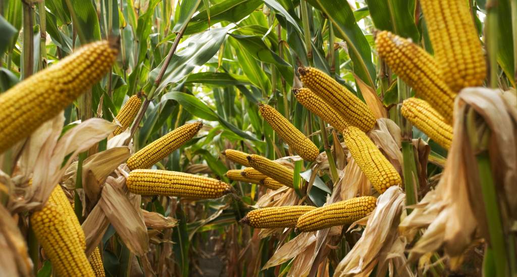 Szélsőségek a kukorica árában: továbbra is nagy a bizonytalanság