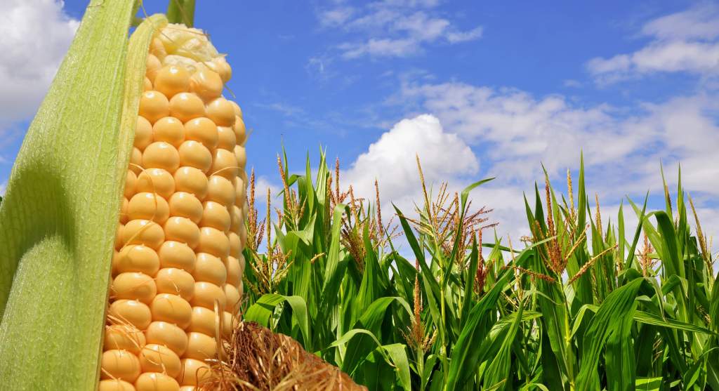 Véget ért az országos kukorica fajtakísérlet