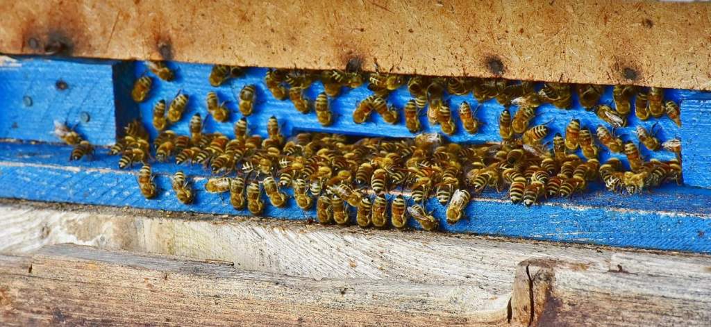 Méhek nélküli méz?
