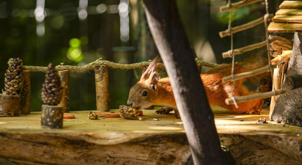 Megnyílt az ország első mókusjátszótere
