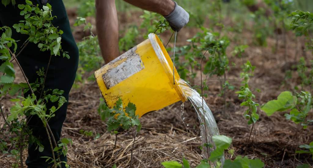 10 millió Fa: életbevágó, hogy mindenki locsoljon fákat