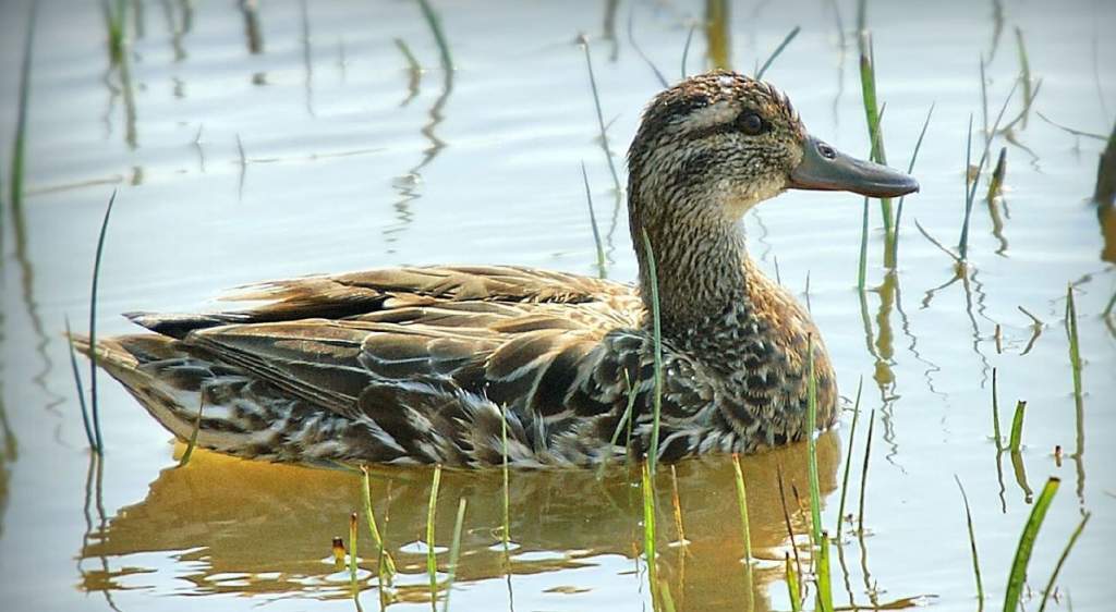 A böjti récét választották meg az Év madarának