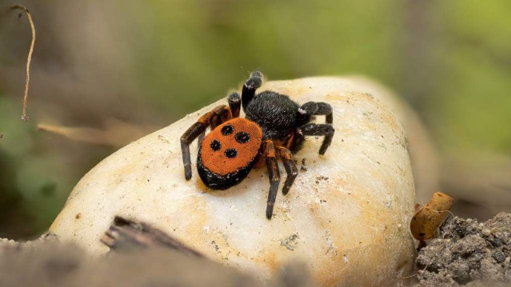 A puszta bársonyos lábú gyilkosa: skarlát bikapók Bugacon