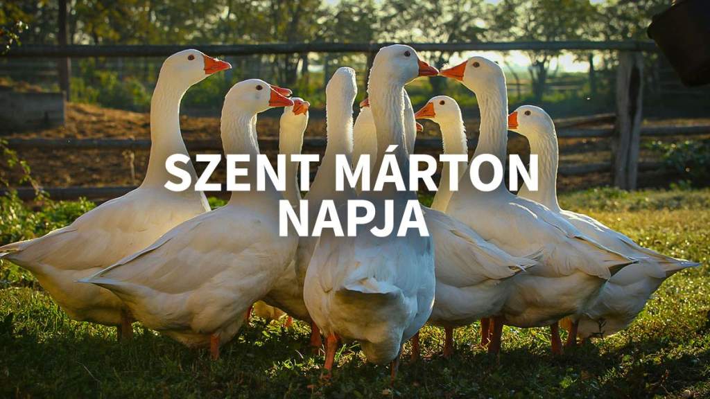 Márton nap: biztonságosak, ízletesek és jó minőségűek a hazai liba- és kacsatermékek