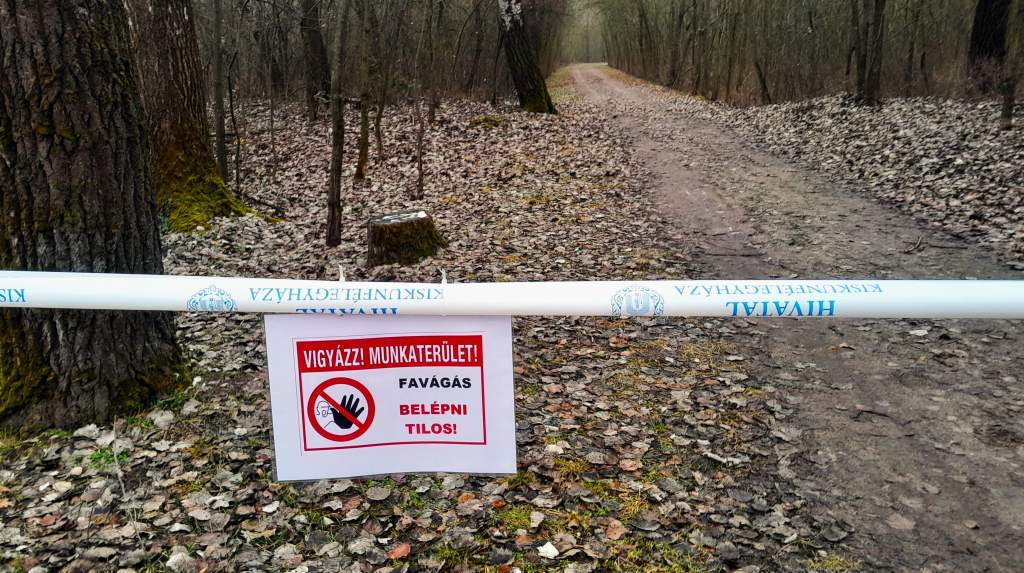 Fakitermelés a parkerdőben - a tiltó táblával lezárt területeket mindenki kerülje el!  