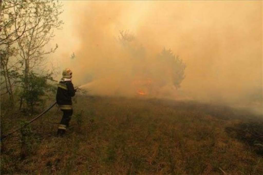 Több millió négyzetméter erdő pusztult el a júliusi tűzekben
