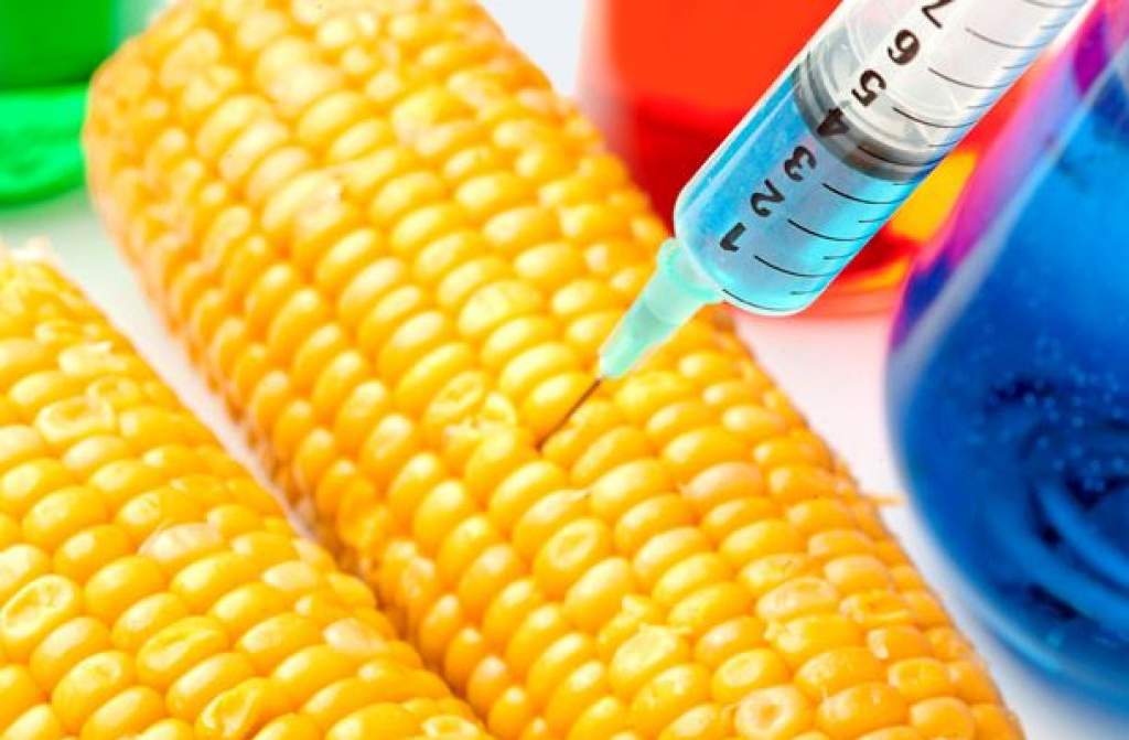 Nem termeszthetők génmódosított kukoricafajták Magyarországon