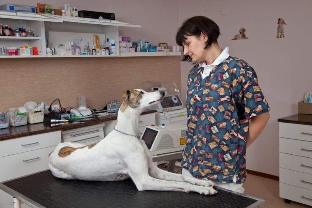 Állatorvosi ügyelet
