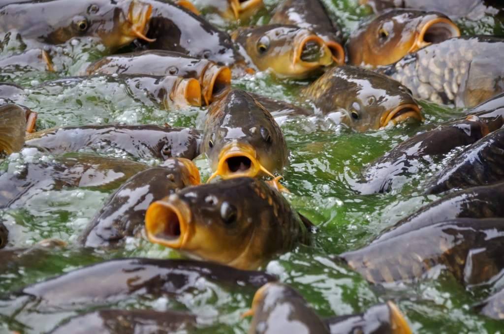 Jelentős pályázatok lesznek a halgazdálkodási szektorban