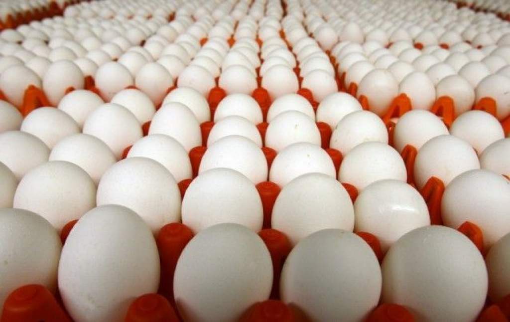 Nagy mennyiségű tojást vontak ki a forgalomból Bács-Kiskunban