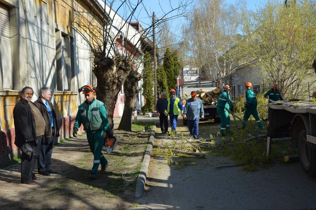 Balesetveszélyes fákat vágtak ki a Molnár Béla utcában - videóval