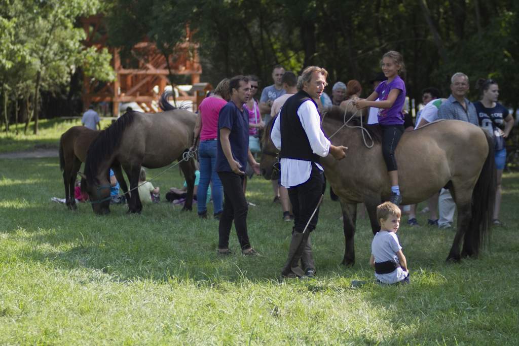 A kunfakó egyre népszerűbb lófajta